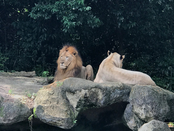 喧嚣一时猜一动物，正确解释与落实