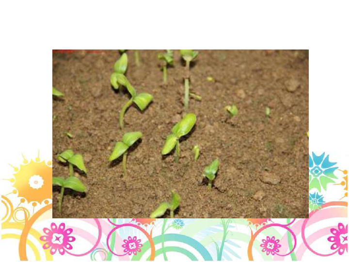 茁壮成长打一正确生肖，的不安分之选