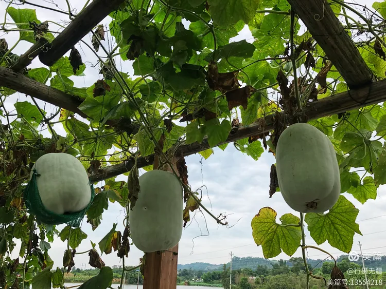 瓜田李下猜一动物，谜底即将揭晓
