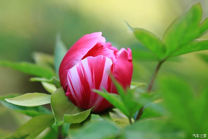 阳春三月话生肖，探寻那抹春意的生肖之谜