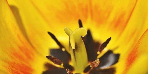 如醉如痴是什么生肖，背后的智慧与哲理