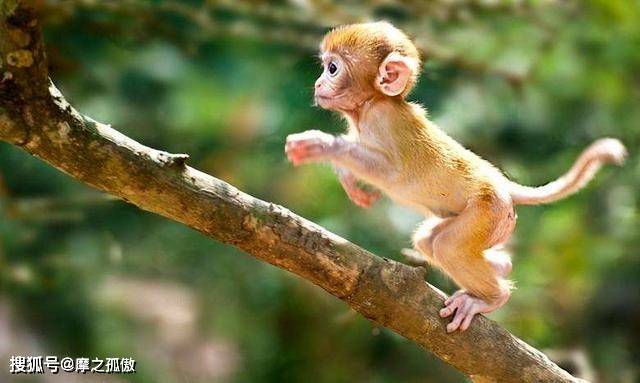 最骚的动物是什么生肖，非凡解释落实