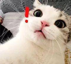 十二生肖中为什么没有猫，与积极行动的完美结合