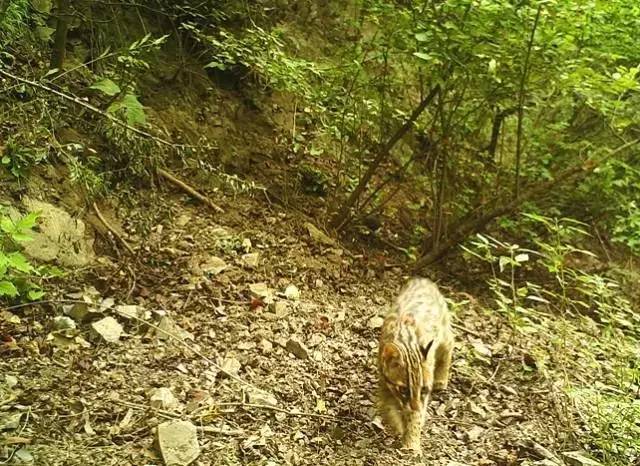 荒山野岭的生肖谜团，探寻打一生肖的背后故事