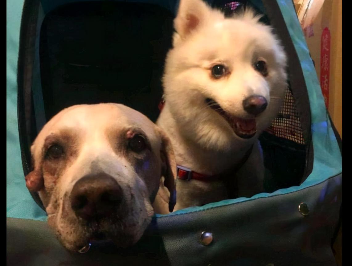 历历在目，探寻生肖中的记忆之灵—鼠