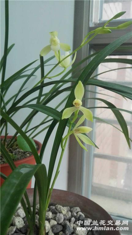 荷花兰李找竹花,生肖之谜的诗意解读 荷花兰李找竹花,生肖之谜的诗意解读