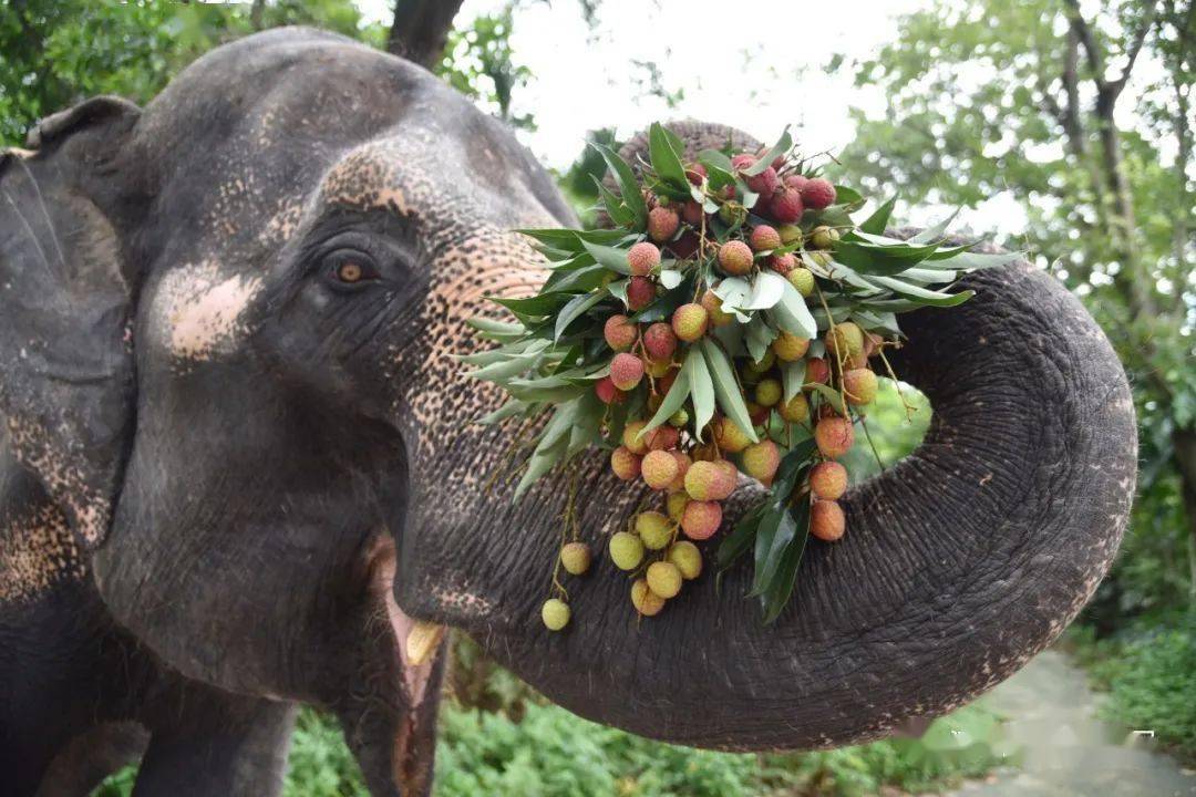 绿树红果丰收期猜一动物，最新解释与落实