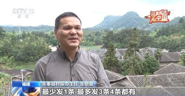 揭秘龙虎相斗，生肖背后的文化寓意与智慧