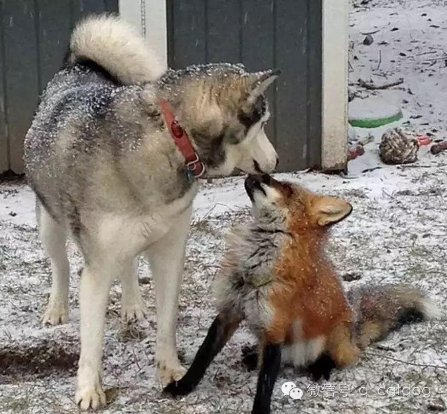 狐朋狗友是什么生肖，的温馨解析与文化解答