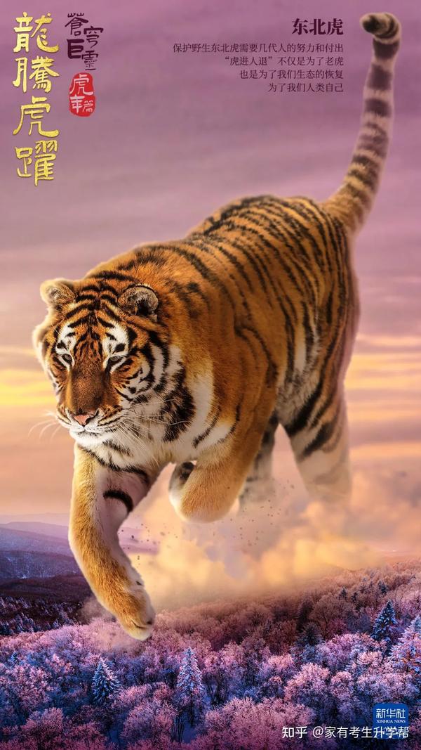 面目一新与积极行动，解锁生命中的蜕变之虎