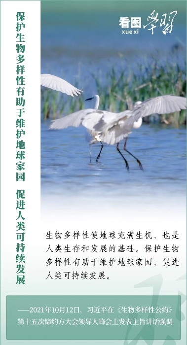 百兽之王与生肖共舞，和谐共生的智慧