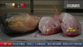 短斤缺两什么生肖，背后的智慧与哲理