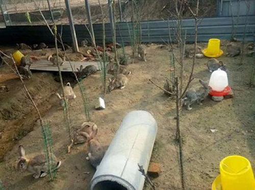 佳人属相，探寻生肖中的温婉与智慧—以兔为例