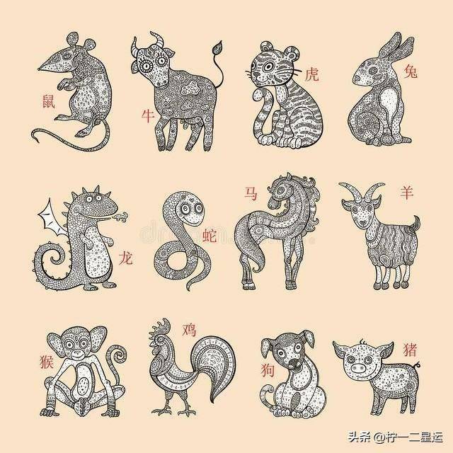 揭秘一三一四中本期的生肖奥秘，一场文化与智慧的深度探索