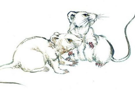 休戚与共，生肖鼠的智慧与担当