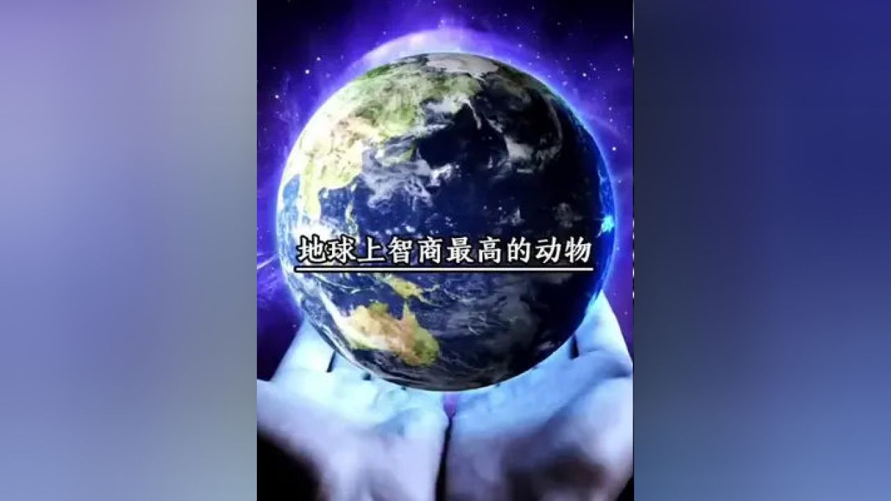 牛相冲的生肖，动物智慧与战略运用的奥秘