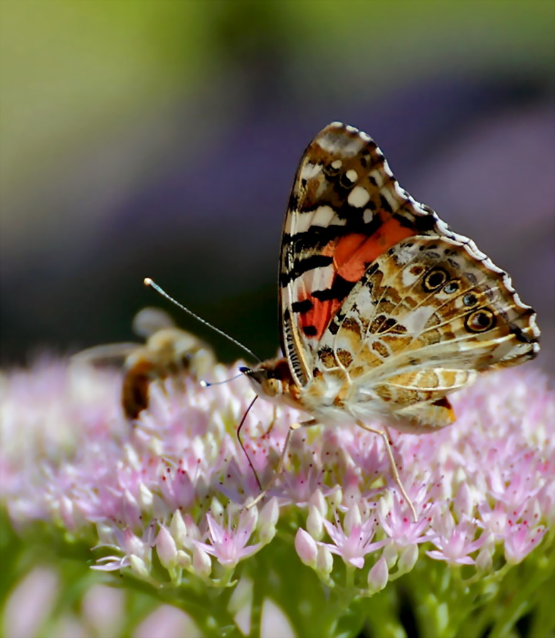 花飞蝶舞是什么生肖，成就解释落实