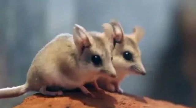 摇首顿足猜一动物，沉稳作答，落实解释