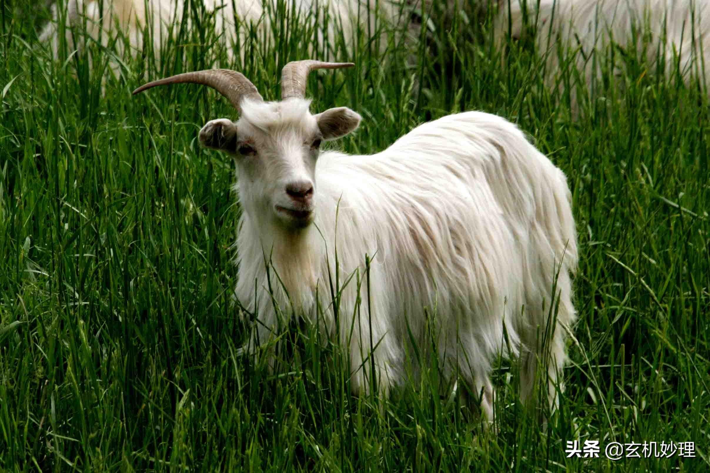 谨言慎行是什么生肖，真相解释落实