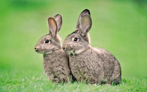 什么生肖爱管闲事，全面解析与落实