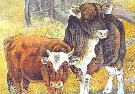 犬马之劳猜一生肖，解密与解读