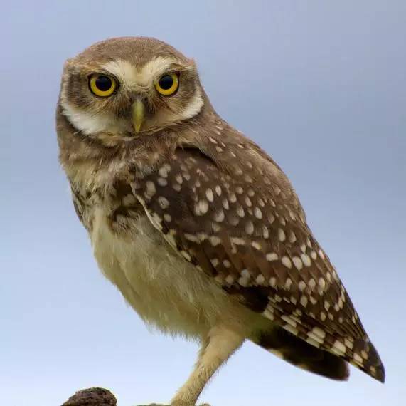 雄才武略指的猜一动物，一场误导解释的落实与反思