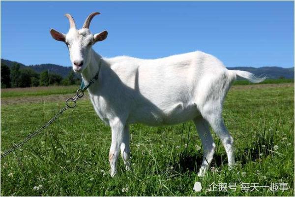 羊男龙女生肖相配吗，一场跨越传统与现代的情感探索