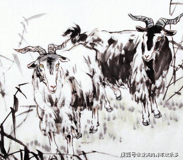 揭秘外柔内刚的生肖，生肖羊的独特魅力与坚韧不拔