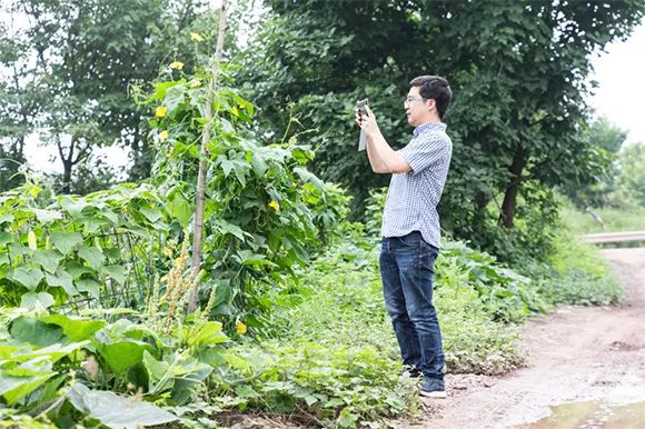 探寻长须奴野菜时挑猜背后的生肖之谜