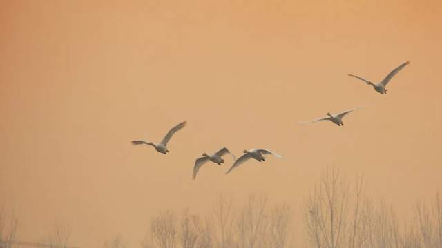 直道守节猜一动物，文化与寓意的深度解读