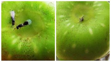 蓝天白云下，鸟儿与我们的和谐共舞—探秘自然界的共生奥秘