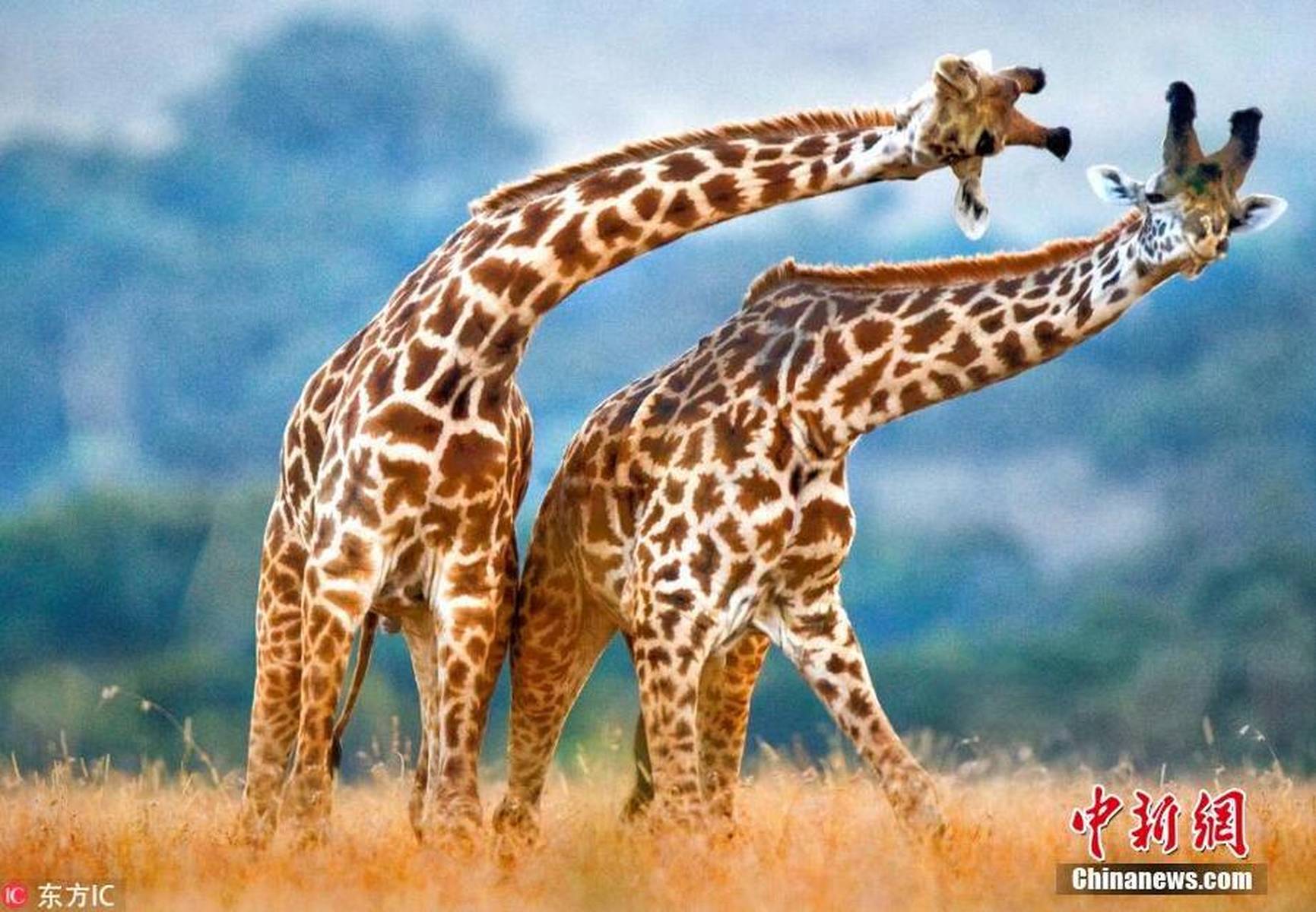 风骚的动物与和谐共舞，生肖羊的独特魅力与生态平衡的智慧