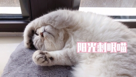 鼠头鼠脑，揭秘生肖之谜与定量解释的智慧