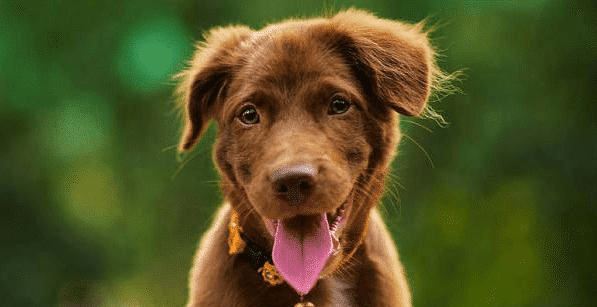 贵人相伴，揭秘狗的生肖贵人