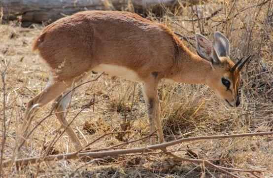 愁肠九转，揭秘动物界的智慧与战略运用