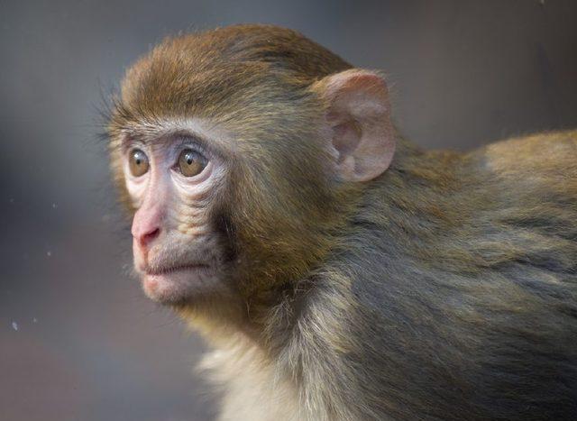 尖嘴猴腮猜一最佳生肖，经典解释作答落实