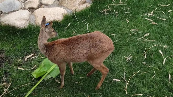 家中庞物猜一动物，成就解释落实