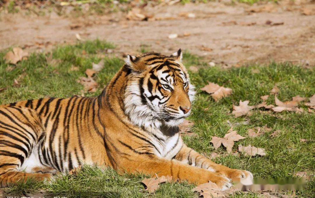 惺惺作态与不安分之选，生肖动物的微妙世界