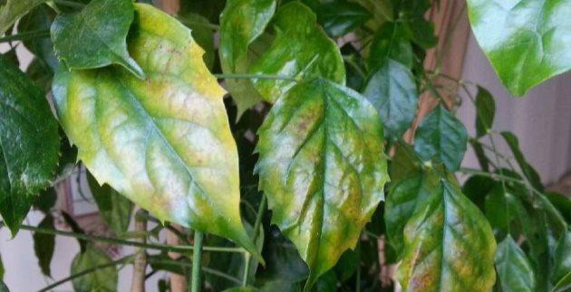 粗枝大叶，揭秘生肖背后的性格特征