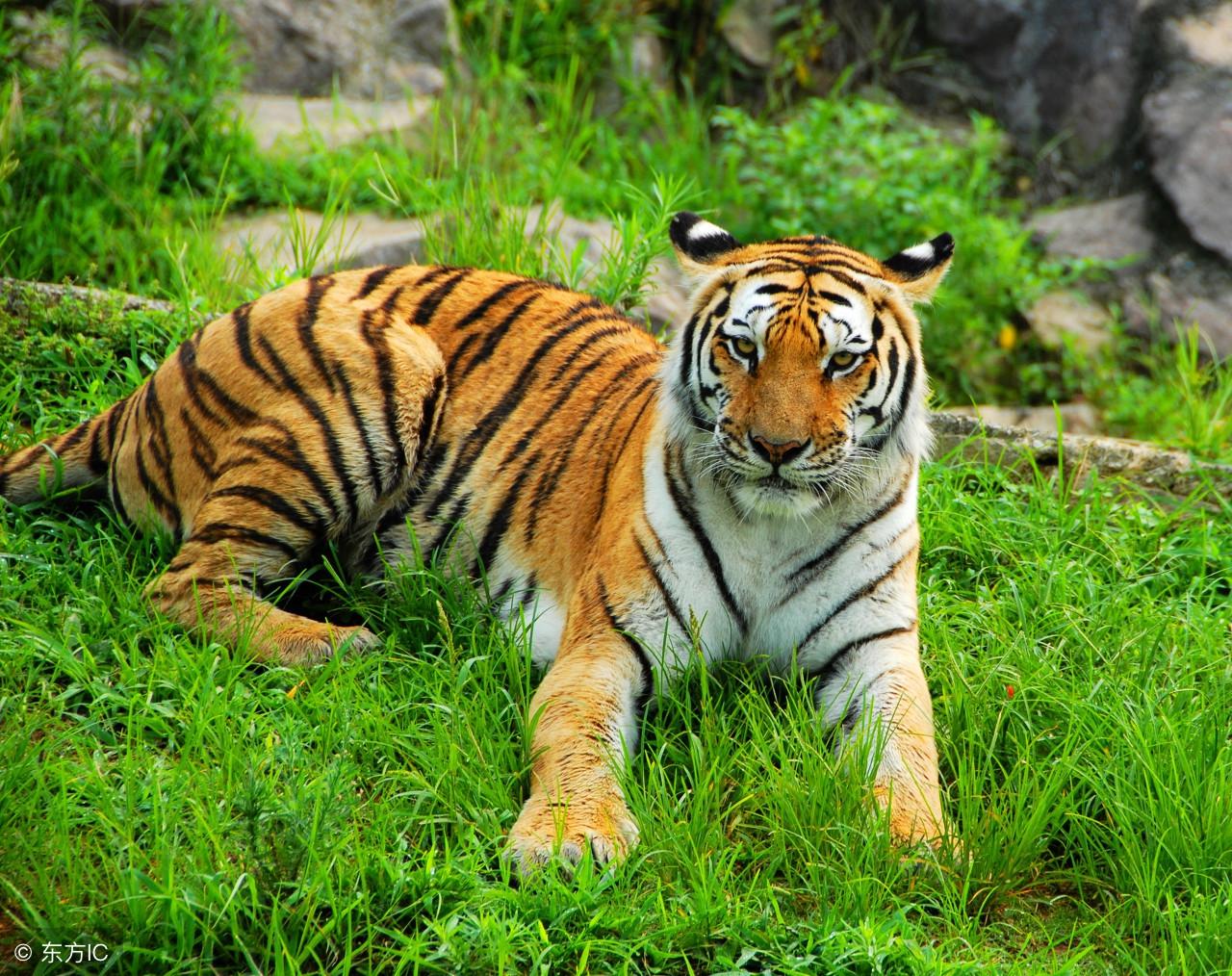 虎头蛇尾猜一生肖，解密与文化寓意