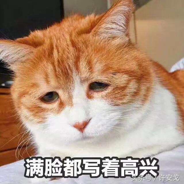 铁石心肠猜一动物，正确解释与落实