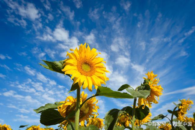 骄阳似火代表打一正确生肖，重点诠释解释落实