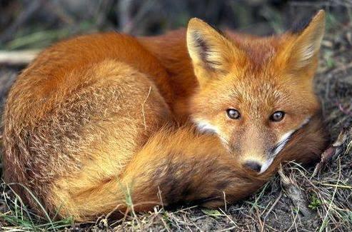 狐狸属什么生肖，深度解析与落实