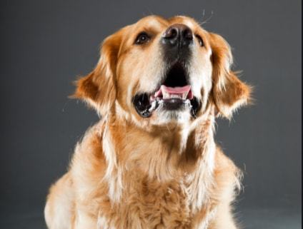 山崩地裂的生肖，属兔人的坚韧与无限解释落实