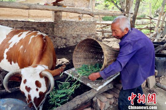前程似锦幸福家，生肖牛的坚韧与不屈