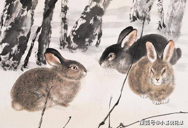 默默无闻打一生肖，成就解释落实