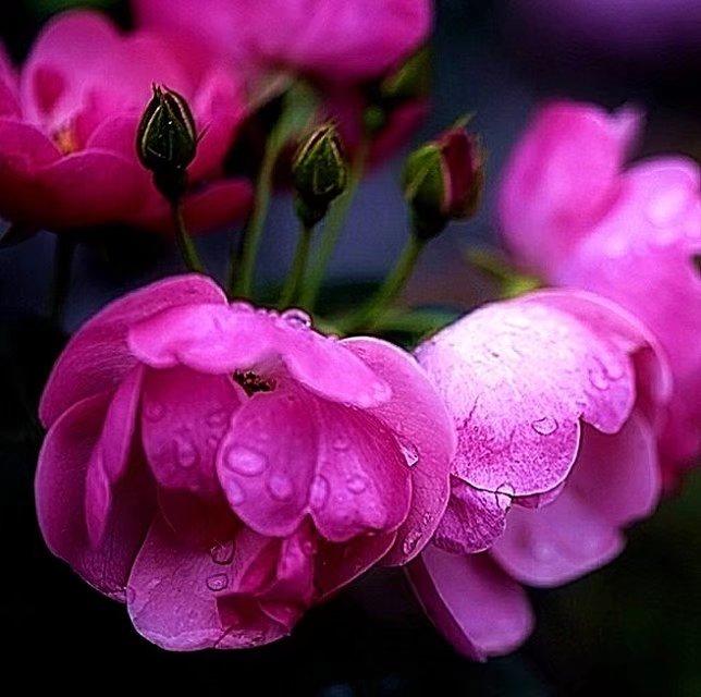 红花绿叶间的智慧与策略，揭秘兔子的生存哲学