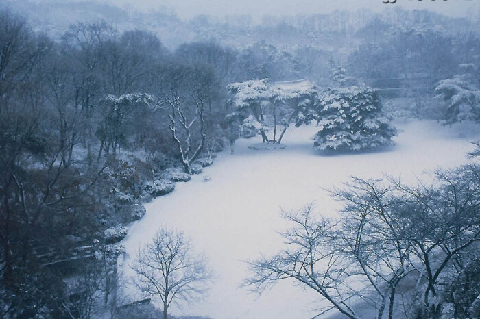 谜题解析，白雪皑皑与生肖之谜