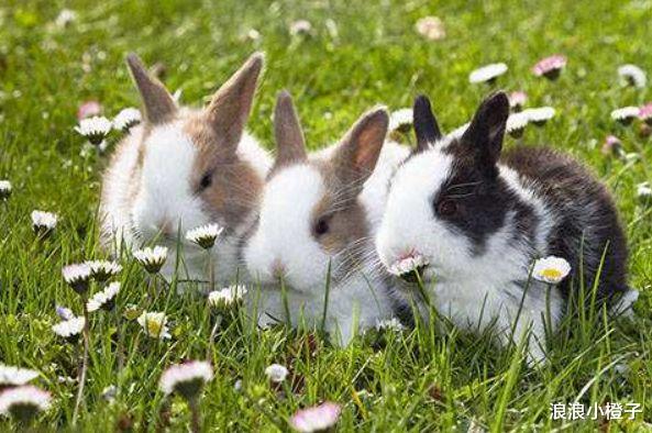 探秘可大可小的生肖之谜，解密兔子的智慧与灵动