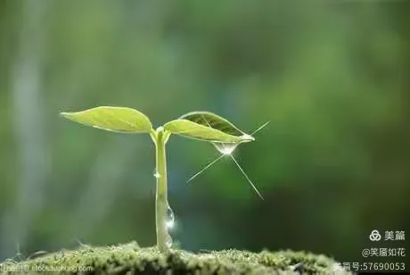 茁壮成长是指什么生肖，绝佳解释落实